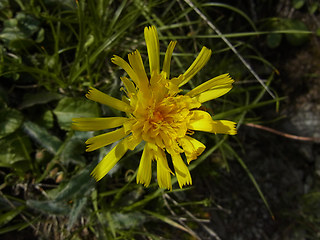 Hieracium pilosum