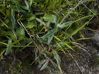 Hieracium pilosum