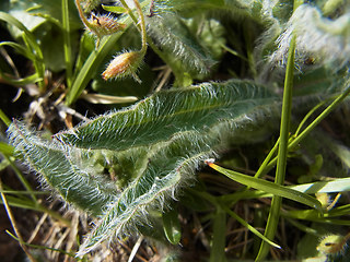 Hieracium pilosum