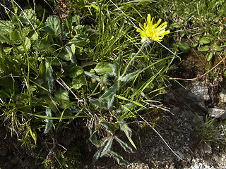 Hieracium pilosum