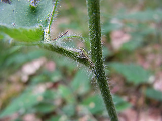 Hieracium sylvaticum