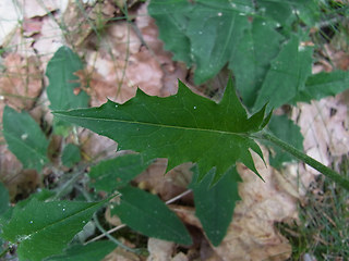 Hieracium sylvaticum