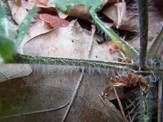 Hieracium sylvaticum