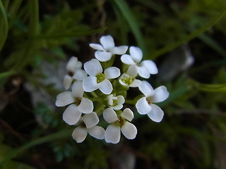 Hornungia alpina ssp. alpina