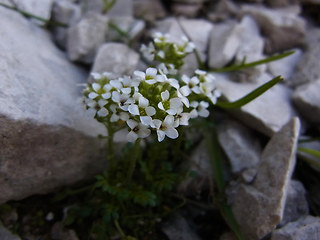 Hornungia alpina ssp. alpina