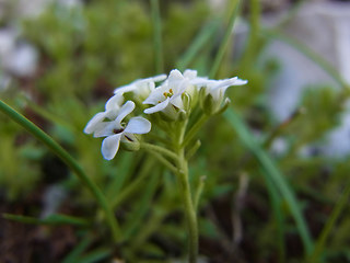 Hornungia alpina ssp. alpina