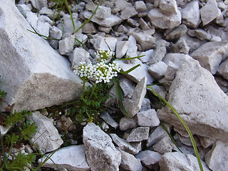 Hornungia alpina ssp. alpina