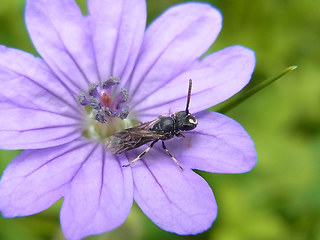 Hylaeus 21