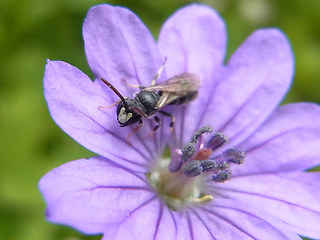 Hylaeus 21