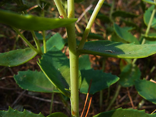 Hylotelephium telephium