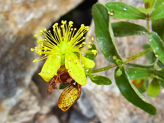 Hypericum maculatum