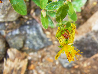 Hypericum maculatum