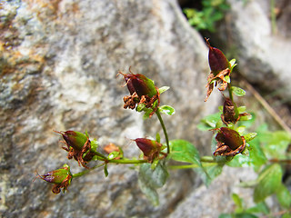 Hypericum maculatum