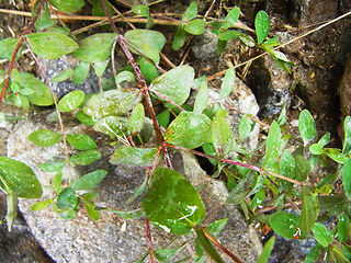 Hypericum maculatum