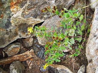 Hypericum maculatum