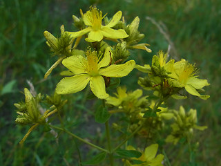 Hypericum perforatum