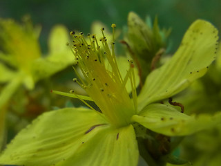 Hypericum perforatum