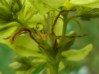 Hypericum perforatum