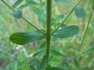 Hypericum perforatum