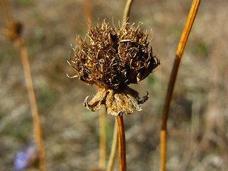 Jasione montana