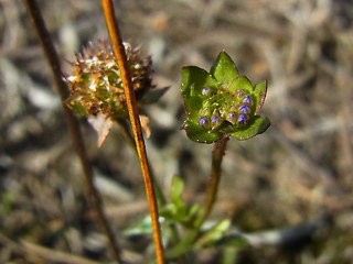 Jasione montana