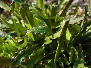 Jasione montana