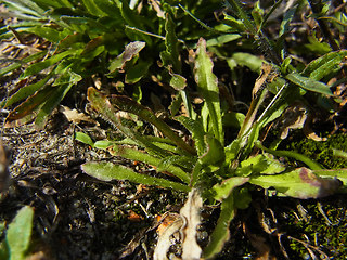 Jasione montana