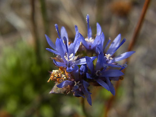 Jasione montana