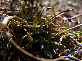 Jasione montana