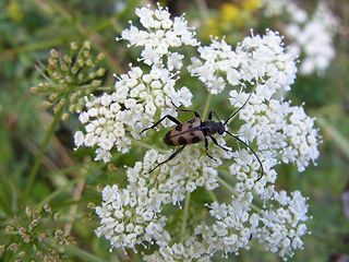 Judolia cerambyciformis