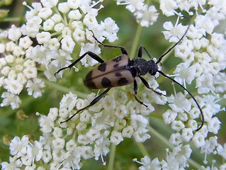 Judolia cerambyciformis