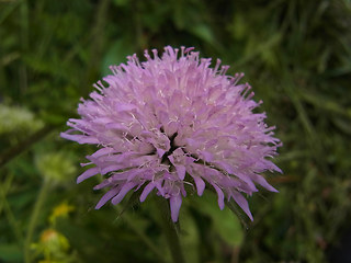 Knautia baldensis