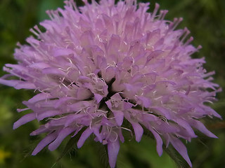 Knautia baldensis