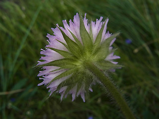 Knautia baldensis