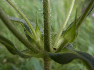 Knautia baldensis