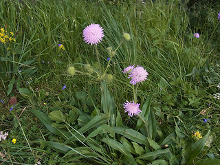 Knautia baldensis