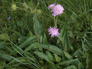 Knautia baldensis