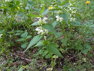 Lamium album