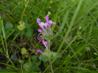 Lamium amplexicaule