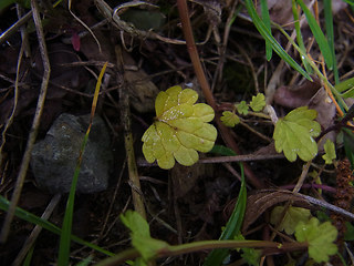 Lamium amplexicaule