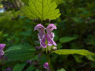 Lamium maculatum