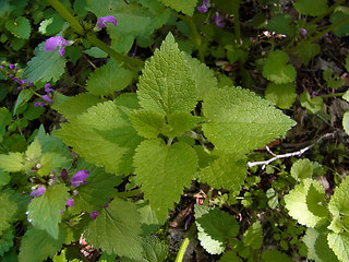 Lamium maculatum