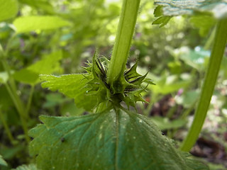 Lamium maculatum