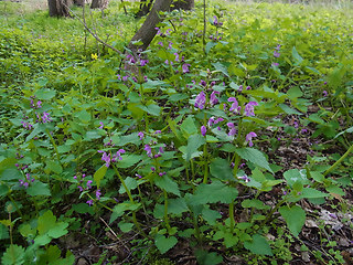 Lamium maculatum