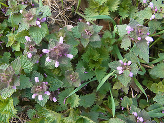 Lamium purpureum