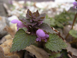 Lamium purpureum