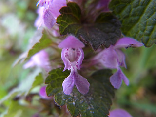 Lamium purpureum