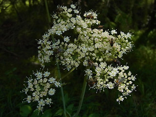 Laserpitium latifolium