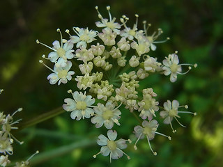 Laserpitium latifolium