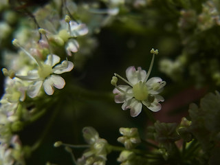 Laserpitium latifolium